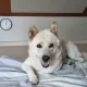 리스팩트