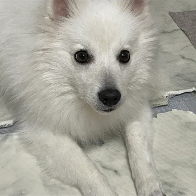 니달리