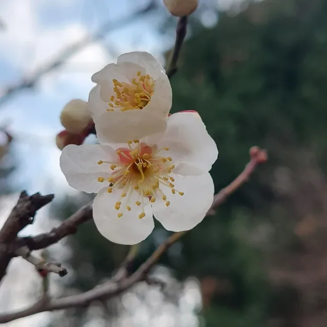 수수꽃다리