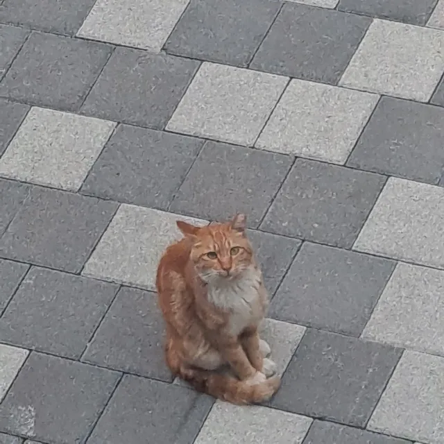 초코장