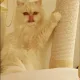 별리