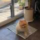 백마니뉴냐