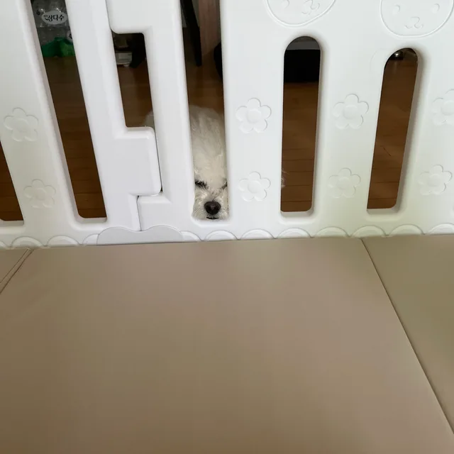 귀여운내시키