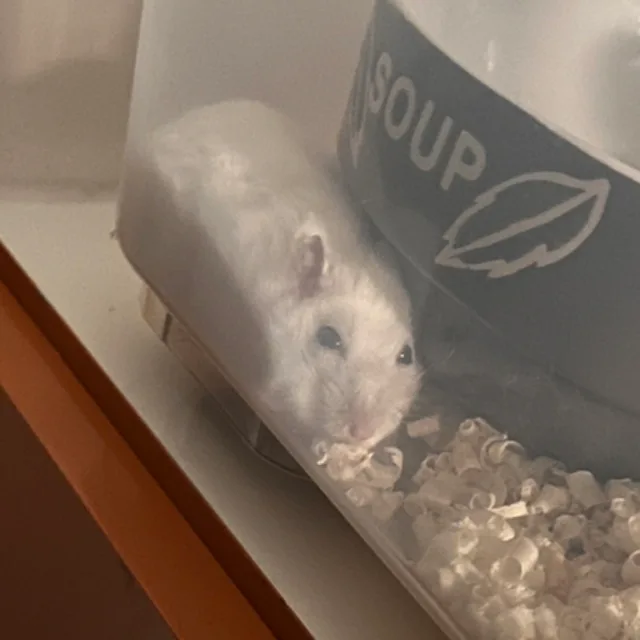 보옹