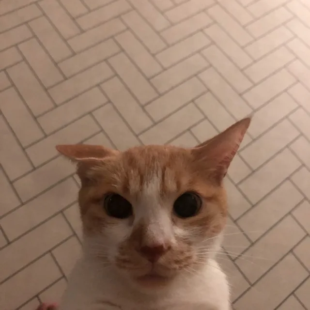 톰양쌀국수