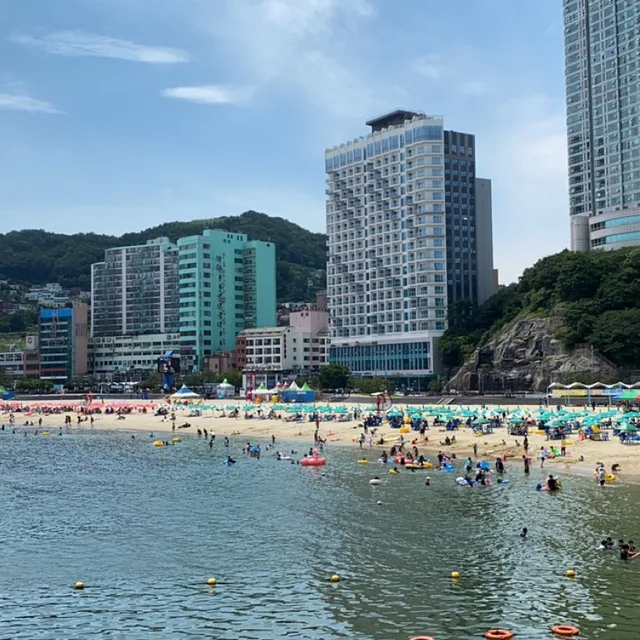 피톤치드