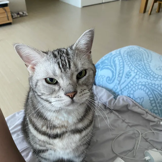 레에오오