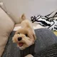 베르지호