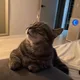 jobang