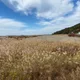 황장군
