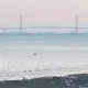 파란