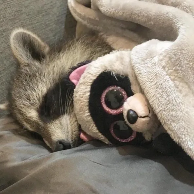 똥똥
