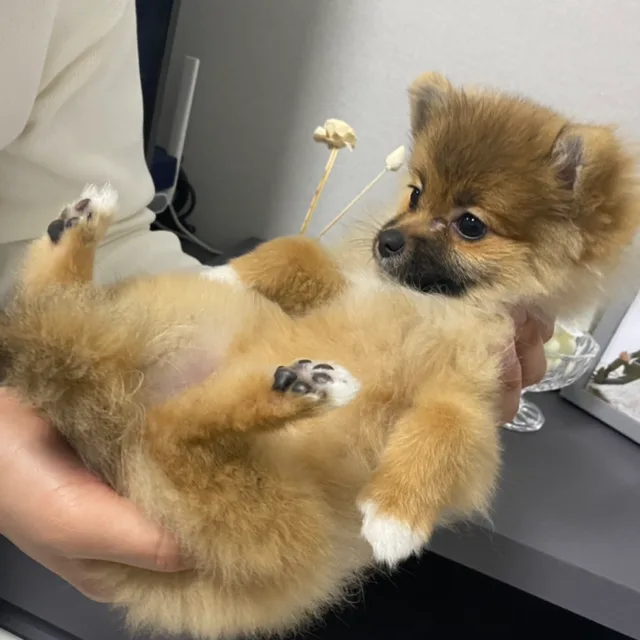 이장님