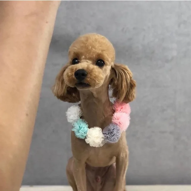 보리