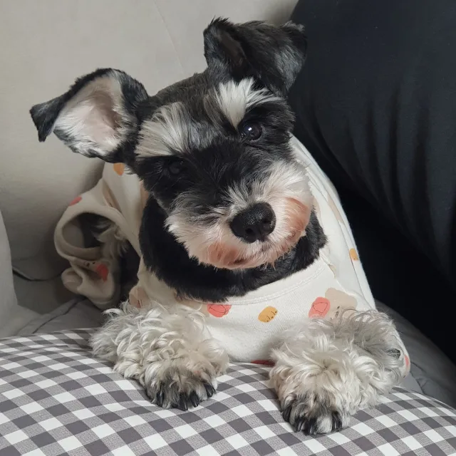 사루