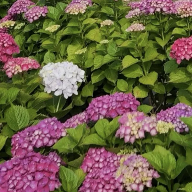 즐겁게