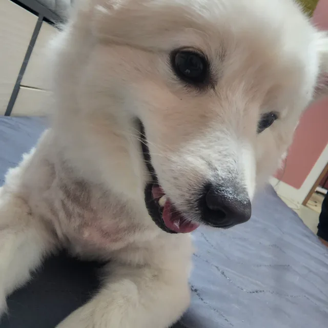 흰둥잉