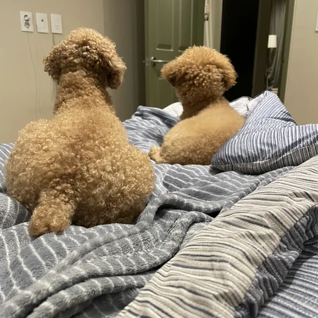 찡코