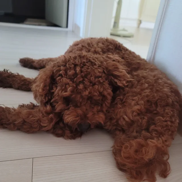 초콜렛