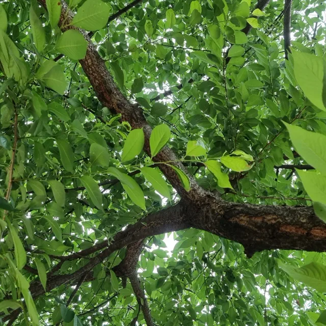옥합