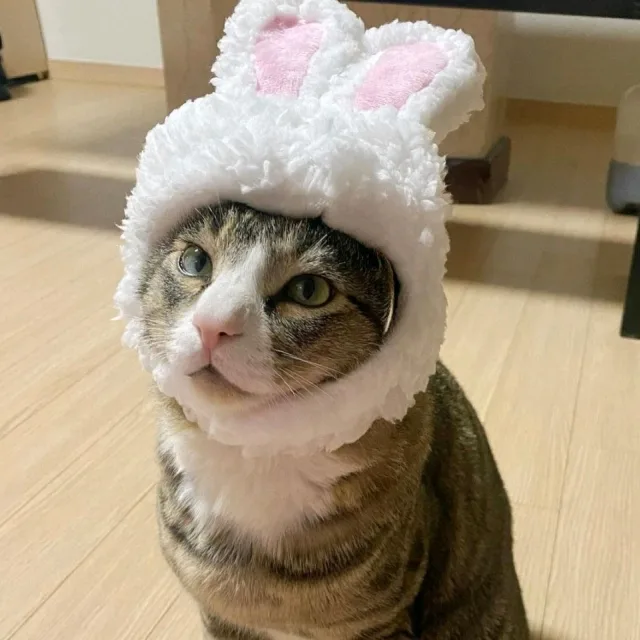 쥬디
