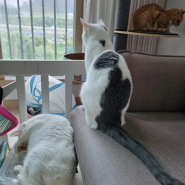 봄이v레이v희망이