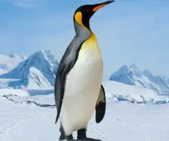 마올