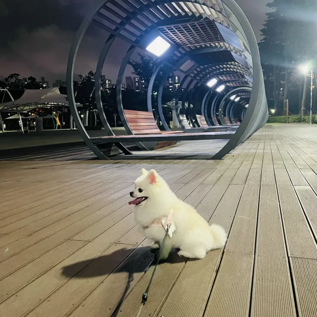 다우니