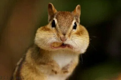 시온