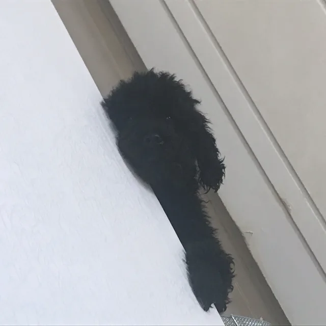 꾸꼬망