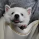 쑤쏘