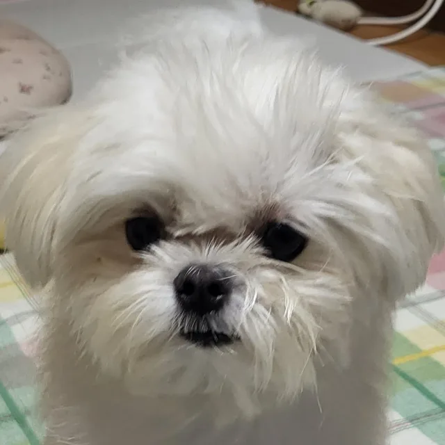 해바오