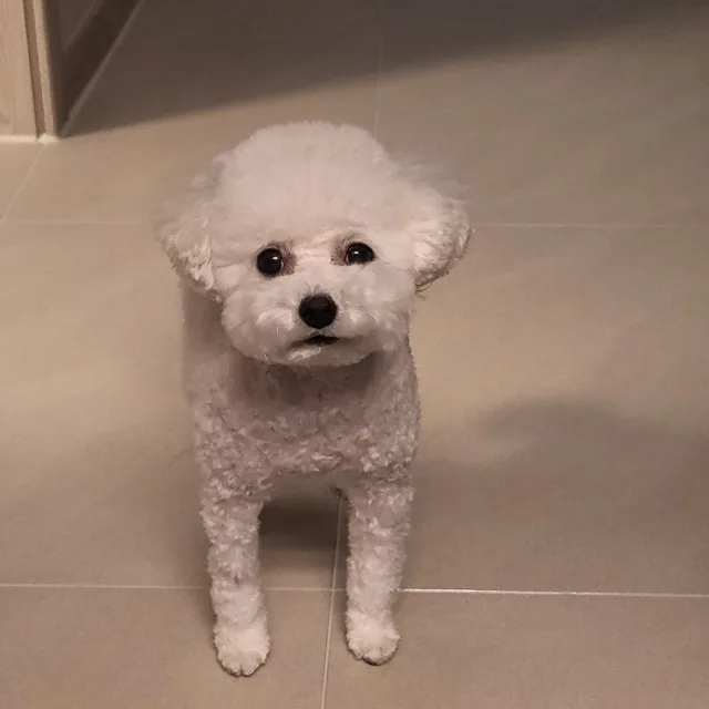 불도져