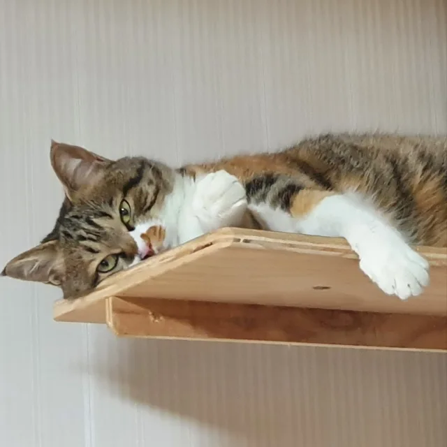 야옹이는진리