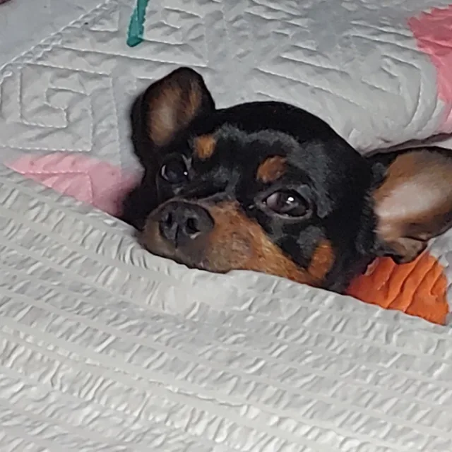 데끼리