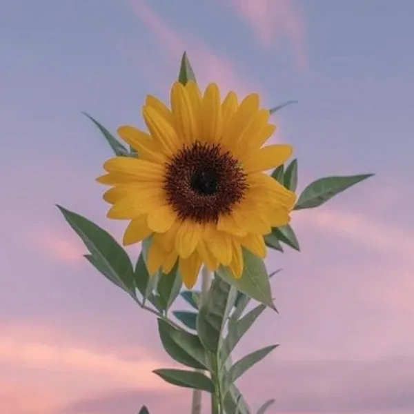 블랙에그
