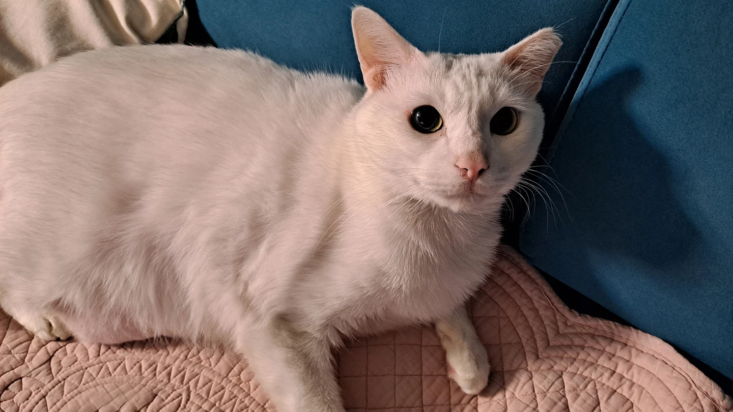 코스모스