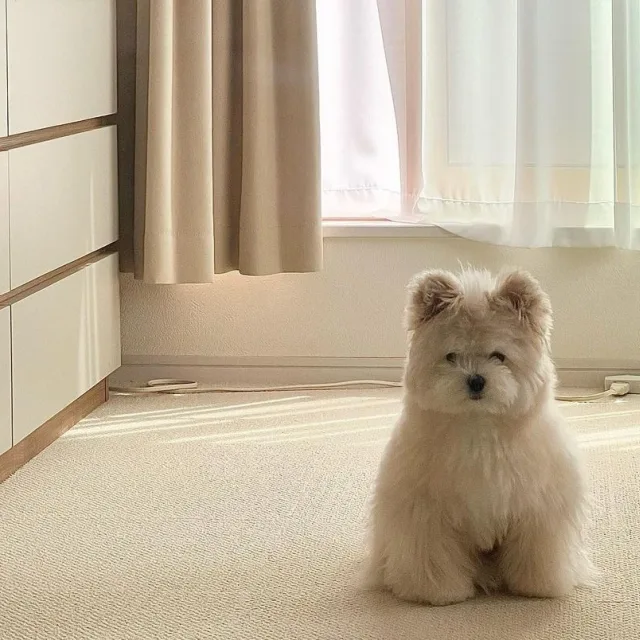 당근토끼