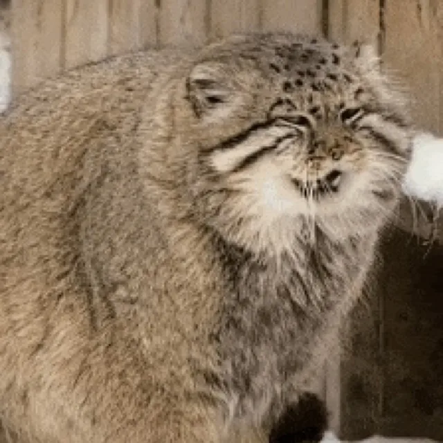 츄윅