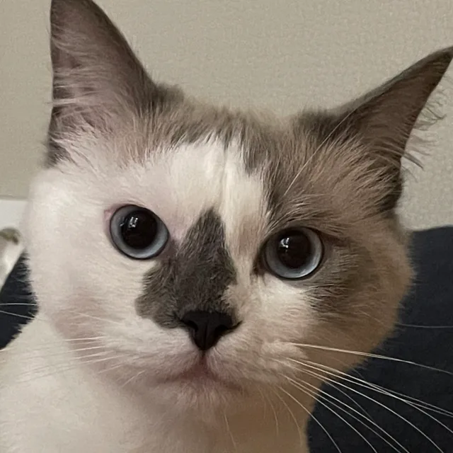 푸푸네