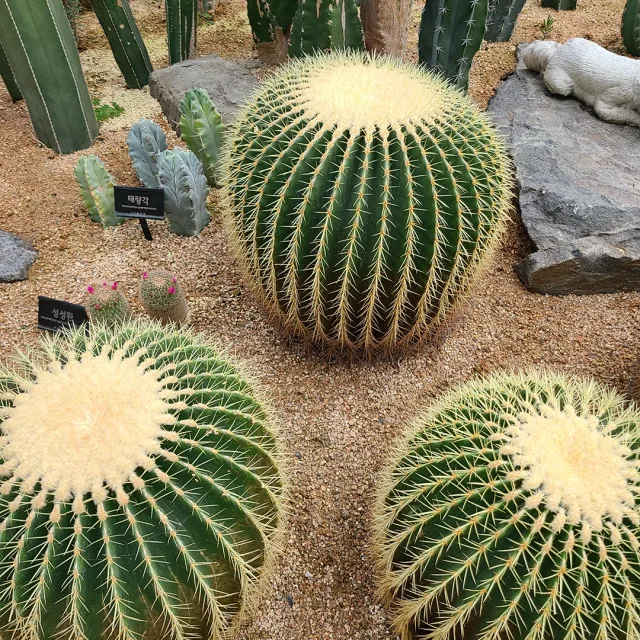 엔사아