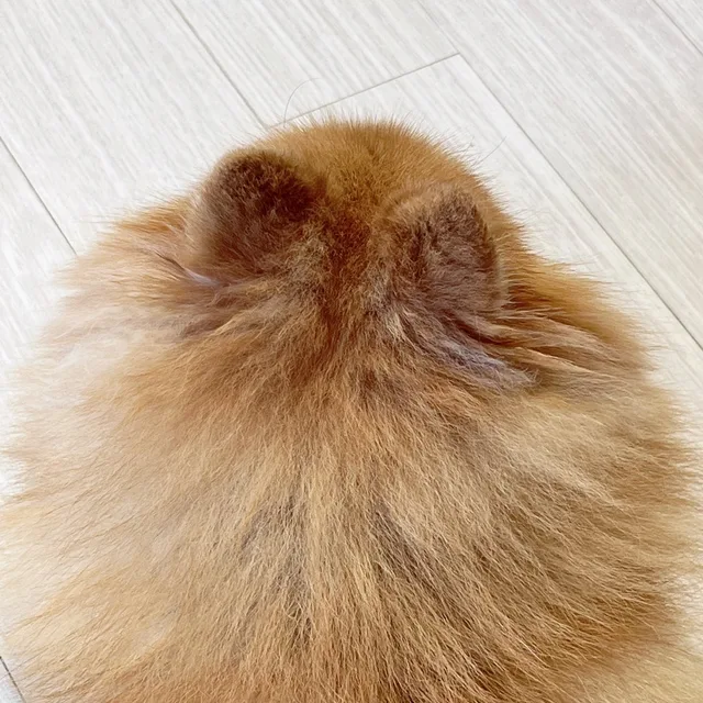 노엘