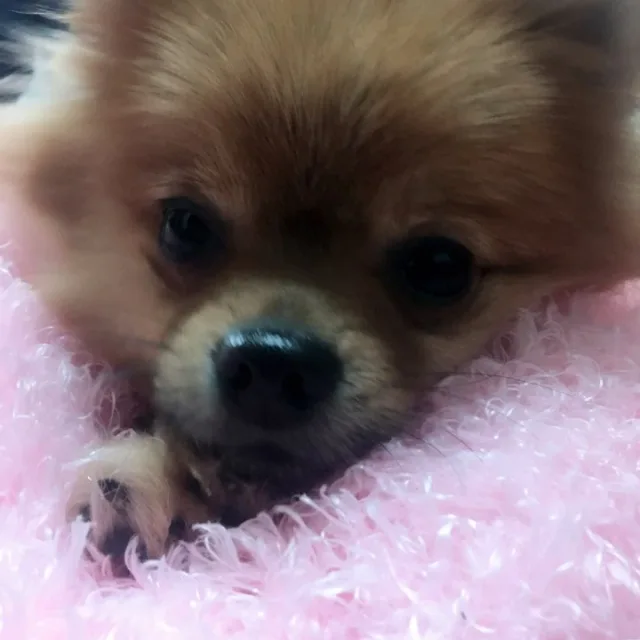 바우