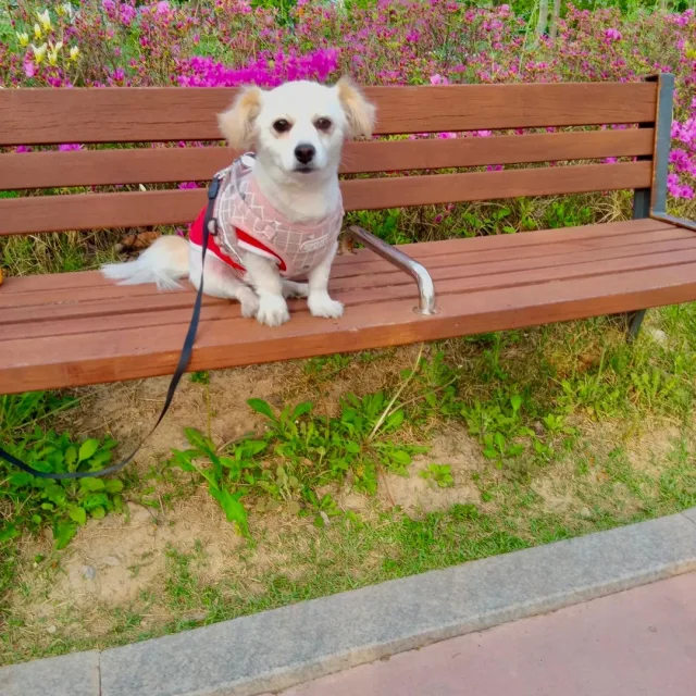 사월이오빠