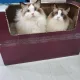 어벤쥬스