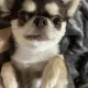 몽이
