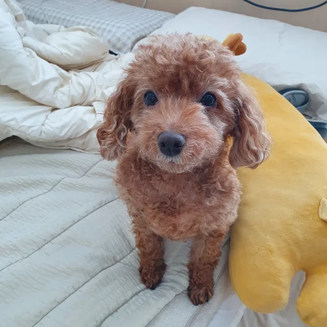 코코