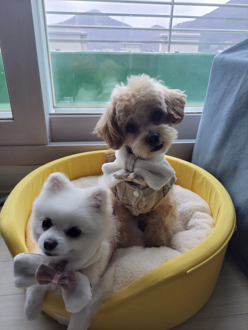 고구마