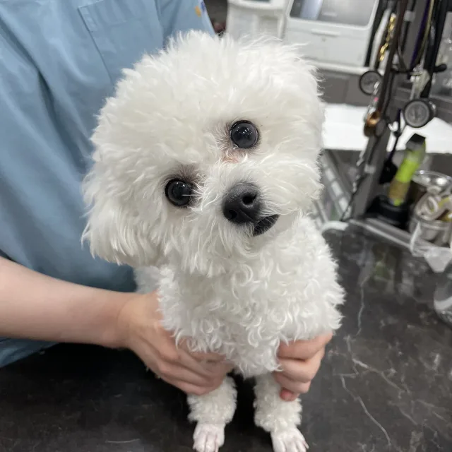 녹차나무