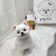 놀아줄개